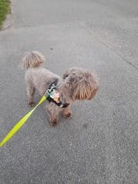 Bel Dogs - Professioneller Hundefriseur