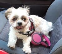 Hundeherz Hundefriseur