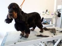 Fell-Wellness von Dauer * De Luxe Hundesalon & Katzensalon / LifeTrustCoach® Lebensfreude mit dir & deinem Tier