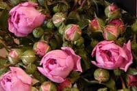 Blumen Boutique Wingen