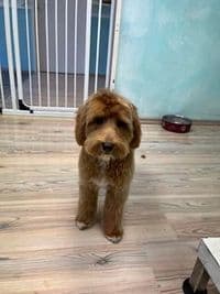 Tuckers Hundesalon