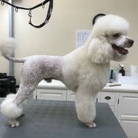 DOGing Station Eimsbüttel