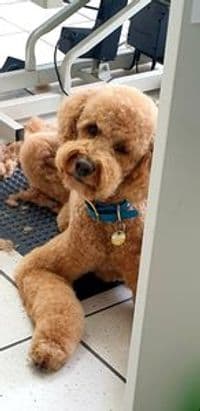 Der kleine Hundesalon