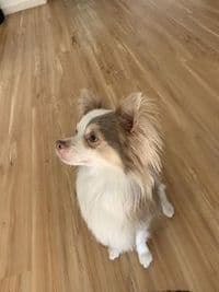 Bianca´s Fellservice