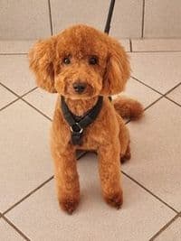 Der Hundesalon Mannheim