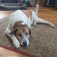 Hundeschule Fennluch