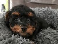 Hundesalon Lucky Groomer