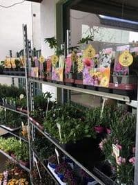 Blumenhaus Franke Gbr