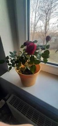 Blumen Schröpfer GbR