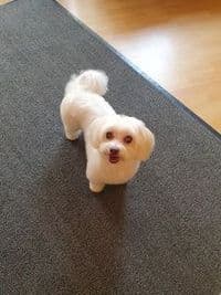 Hundefriseur “tierisch gut“