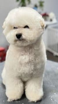 Hundesalon Aachen Oxana