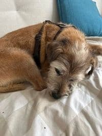 McGroomer Hundefriseure