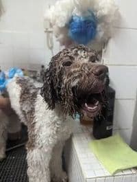 Hundefriseur FellTag