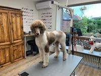 Hundepflege Reinders