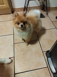 Hundefriseur Braunschweig