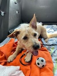 Hundesalon am Stadtpark