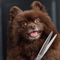 PrestigeDogs