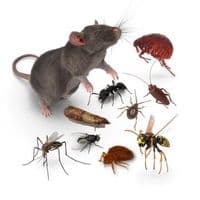 Grupp Wieland Schädlingsbekämpfung