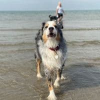 Hundeschule Am Schwanheimer Wald