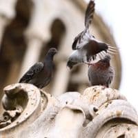 Aktiv Taubenabwehr und Schädlingsbekämpfung