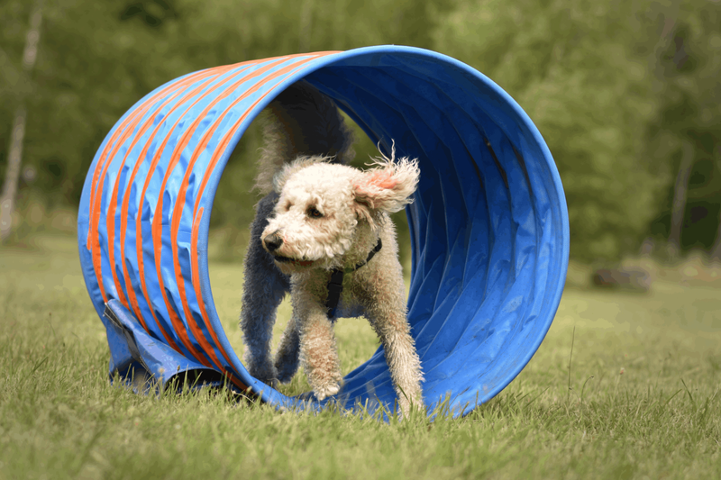 user-upload/business/work-media/0wfjigcjjy6otcuwinclmk_hundeschule-findeklee.png