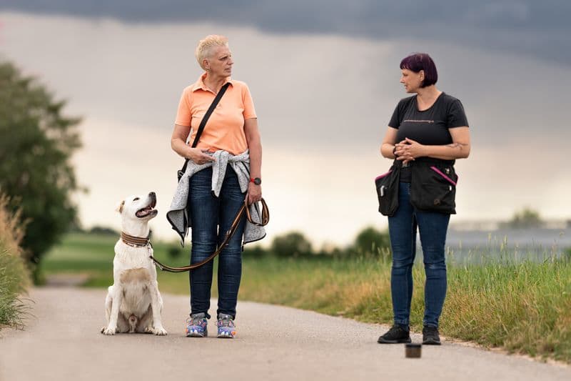 user-upload/business/work-media/1w1ard292k354dwr9iiwpg_hundeschule-anders-artig.jpeg