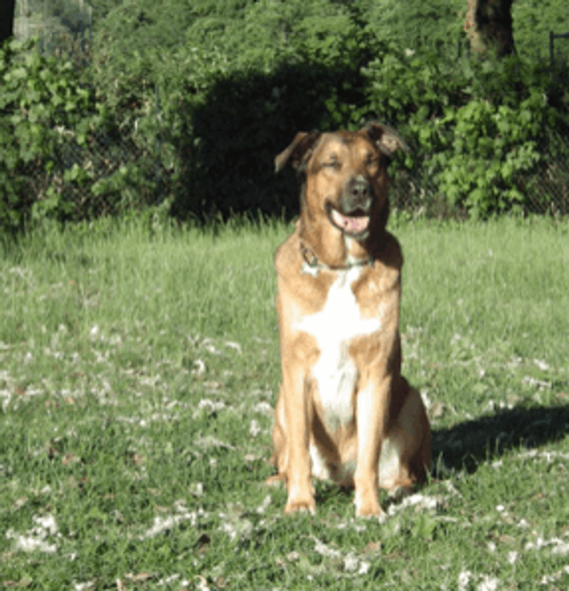 user-upload/business/work-media/d9b5poe06j7clgvvf36qja_sportverein_fuer schutz- und gebrauchshunde frankfurt a.m.-bockenheim.png