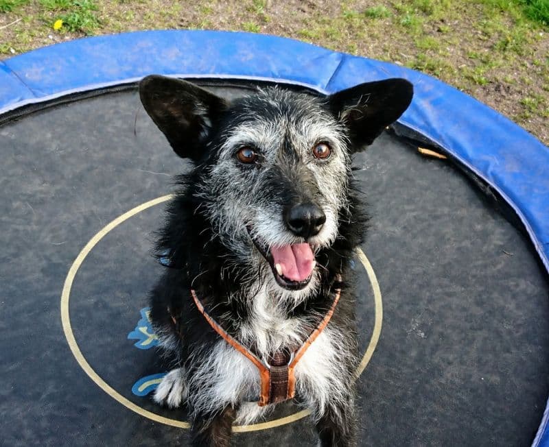 user-upload/business/work-media/jyewinqqk5sxtzw9elcqi_hundeschule-findeklee.jpeg