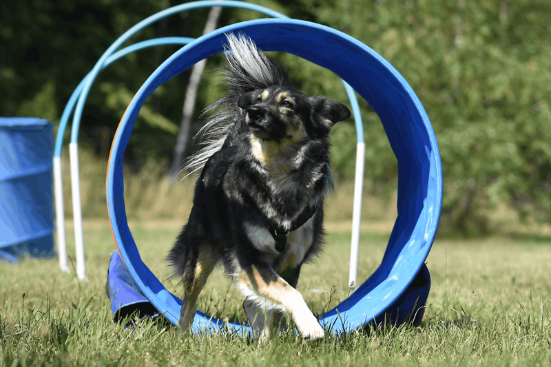 user-upload/business/work-media/pn6byjaqkeimb3bd95w7p_hundeschule-findeklee.png