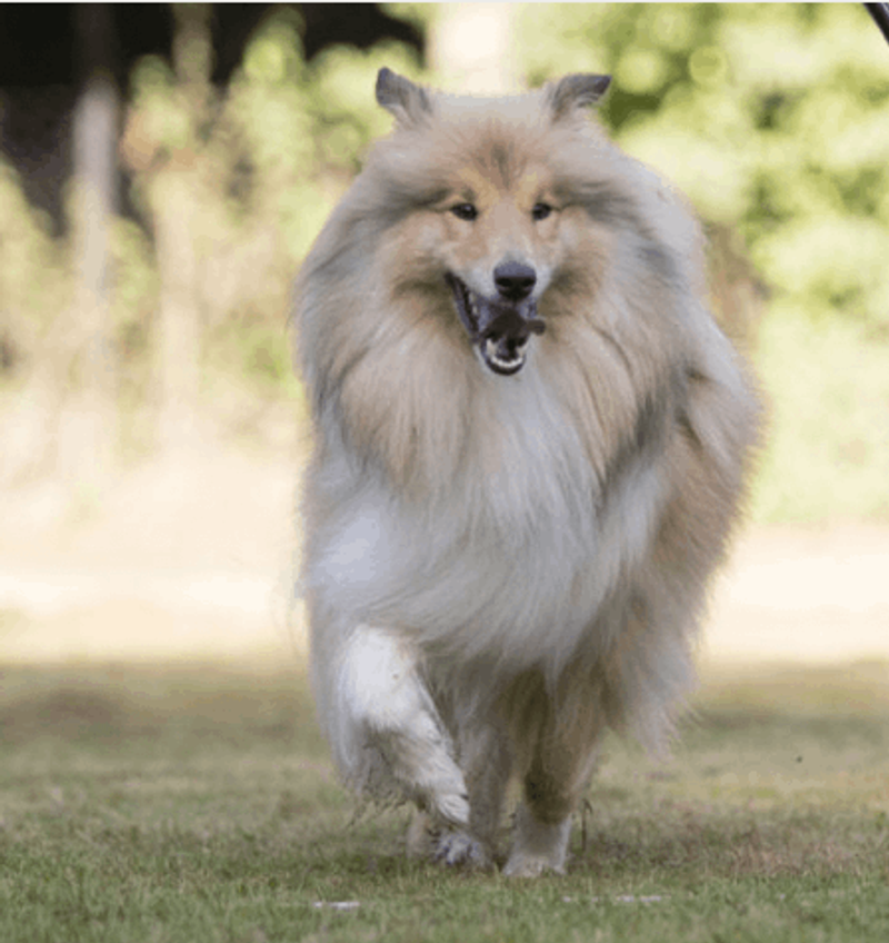 user-upload/business/work-media/ywudlbbawiylnax35al_yvonne_hampel hundetraining verhaltensberatung.png